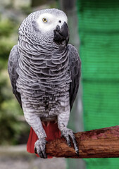 African Grey Parrot