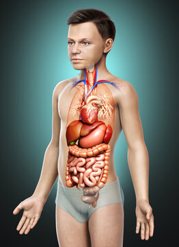 3d rendered medically accurate illustration of boy Digestive System