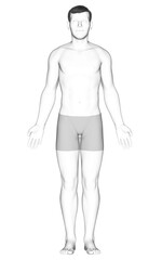 Fototapeta premium 3d rendered illustration of the male body