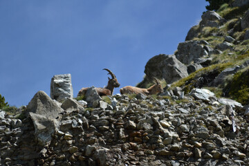 Ibex on the watch
