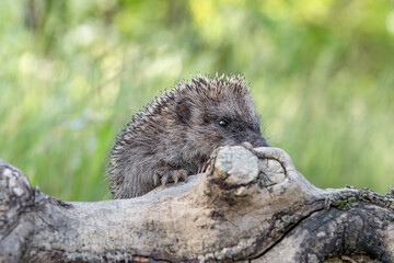 Hedgehog in the woods (Erinaceus europaeus)