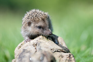 The Hedgehog in the woodland (Erinaceus europaeus)