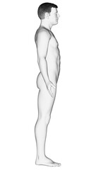 3d rendered illustration of the male body