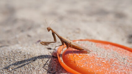 Mantis sitting on a plastic cover on a sandy beach