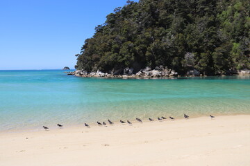 Fototapeta na wymiar Oiseaux sur une plage du parc Abel Tasman, Nouvelle Zélande 