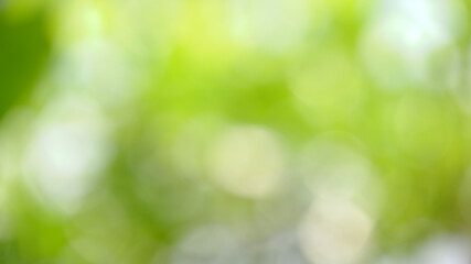 Fototapeta na wymiar Blurred of green nature background. Bokeh of leaves tree with sunlight. Environment relax at daylight.