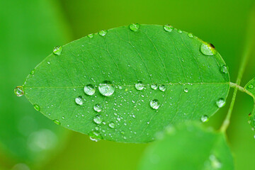 葉についた水滴
