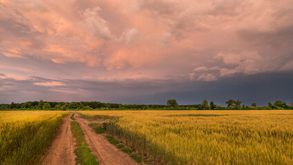 Fototapeta na wymiar Road to the field of wheat against the background of a dramatic storm sky