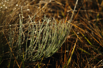 The field / common horsetail (Equisetum arvense), growing horizontal along the ground, with transparent dew drops in the golden morning sunlight, close up, selective focus, natural blurred background