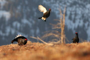 Black grass on a high mountain meadow. Golden hour after sunrise .Cold spring in nature. Wild scene from Europe. Black bird with a red crest, white tail.