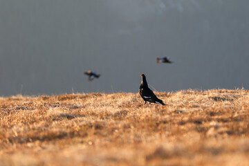 Black grass on a high mountain meadow. Golden hour after sunrise .Cold spring in nature. Wild scene from Europe. Black bird with a red crest, white tail.
