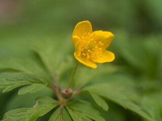 Einzelne Pflanze des gelben Windröschens (Anemone ranunculoides) mit aufgeblühter gelber Blüte und Blick auf die Staubblätter.