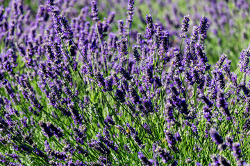 Obraz premium Porto Tolle, Italy: lavender flowers in the delta of the river Pò in Veneto