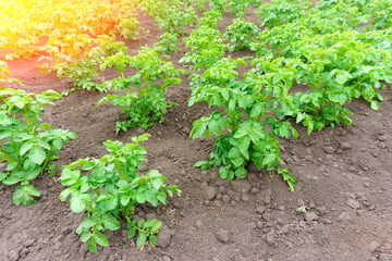 plantations grow. Harvesting fresh organic potatoes in the field. Farming. Agriculture.