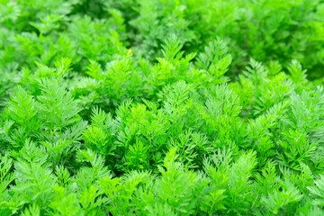 Carrot plant growing in earth, organic farming, rows in the field, closeup