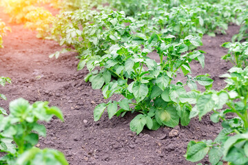 potato plant growing on the soil.Potato bush in the garden.Healthy young potato plant in organic farm