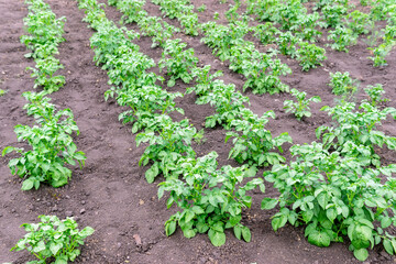 Fototapeta na wymiar potato plant growing on the soil.Potato bush in the garden.Healthy young potato plant in organic farm