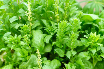 Spinach growing in garden. Fresh natural leaves of spinach growing Bio spanach.