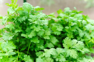 Coriander plant leaf growing in the garden. Green coriander leaves vegetable for food ingredients