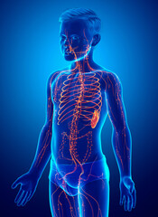 3d rendered, medically accurate illustration of a boy lymphatic system