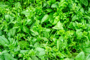 Organic gardening, spinach in a vegetable garden, growing organic plants