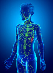 3d rendered medically accurate illustration of a young boy lymphatic system