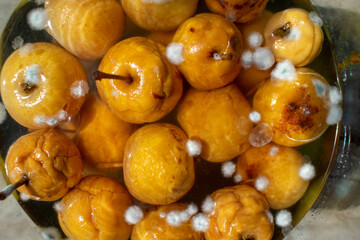 apples in a jar with mold