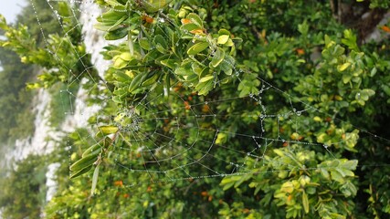green leaves in the garden