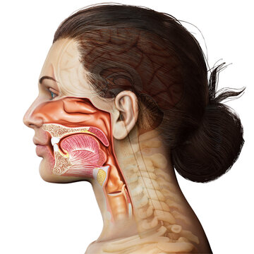 3d rendered, medically accurate illustration of female Trachea and esophagus anatomy