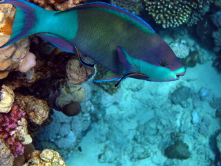 Naklejka na ściany i meble Bridled parrotfish. Fishes - a type of bone fish Osteichthyes. Parrot fish (Scaridae). Saddled parrot fish.