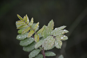 drops on leaf