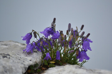purple flowers fog with drops