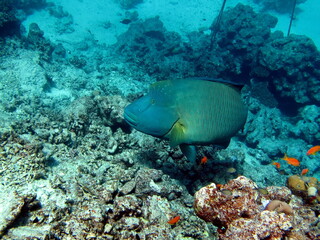 Fototapeta na wymiar Napoleon fish. Fish - type bone fish Osteichthyes. Gubanovye - Labridae. Fish - Napoleon.