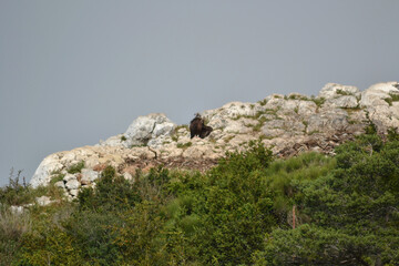 Moine Vulture