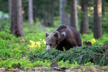 Young brown bear, ursus arctos,  walking in green summer forest with trees. Territorial furry mammal moving in woodland.