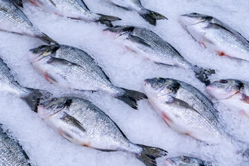 Gilthead bream Sparus aurata, fresh Dorado fish on ice at the seafood stand
