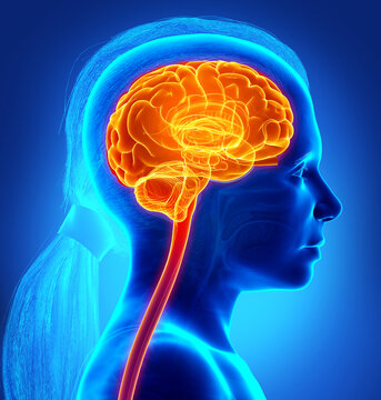 3d rendered, medically accurate illustration of a young girl highlighted brain /headache