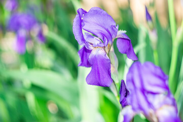 Blooming Iris flower with spring flowers background. selective focus