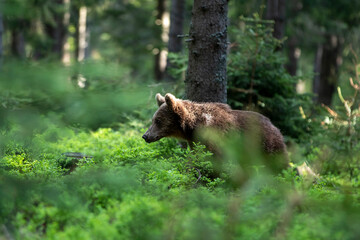 Young brown bear, ursus arctos,  walking in green summer forest with trees. Territorial furry...