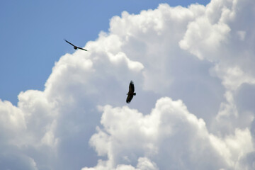 Vultures in the sky