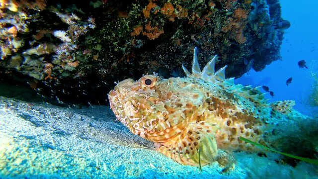 Wildlife undersea - Red scopion fish very quiet at the seabed