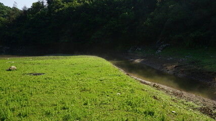 Obraz premium Grass area and lake in the forest