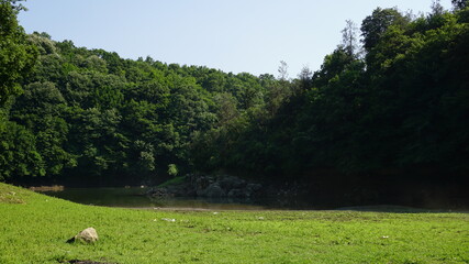 Grass area and lake in the forest