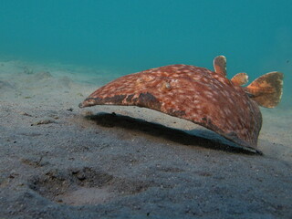 Panther electric ray. Slopes - Batoidea. Family electric slopes. Leopard electric slope. © Vitalii6447