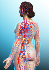 3d rendered, medically accurate illustration of the female kidneys and circulatory system