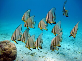 Longfin Batfish. Fish - Bonefish type Osteichthyes. Plataks - Ephippidae Long fin Platax