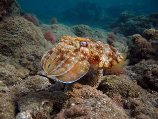 Pharaoh Cottlefish. Mollusks, type of Mollusk. Head-footed mollusks. Cuttlefish detachment. Pharaoh cuttlefish.
