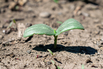 A small green sprout grows out of the ground.