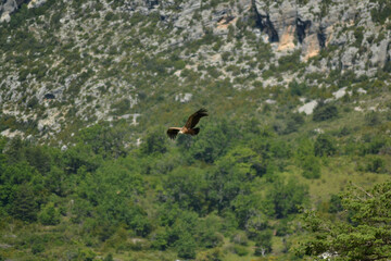 Vulture on flight