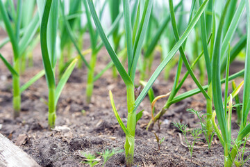 organically cultivated garlic plantation in the garden. selective focus